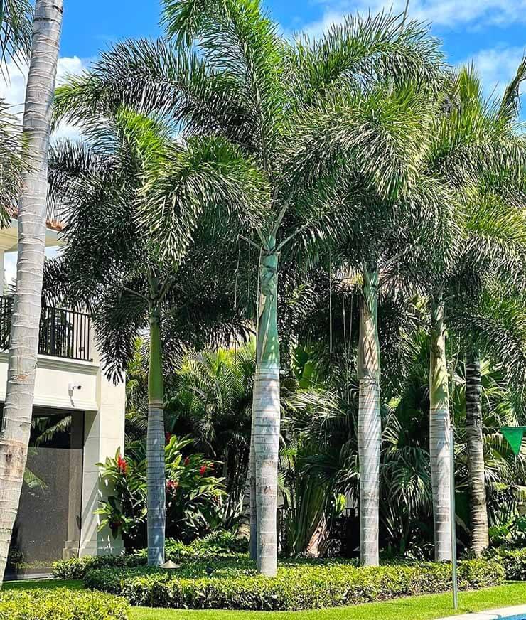 Foxtail Palm